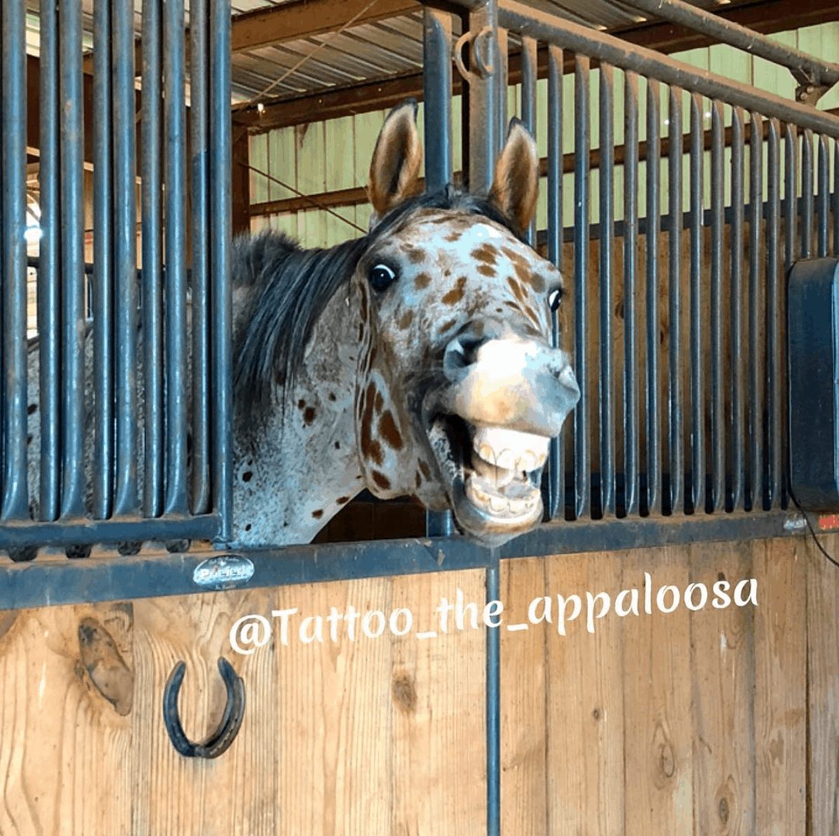 Tattoo the Appaloosa