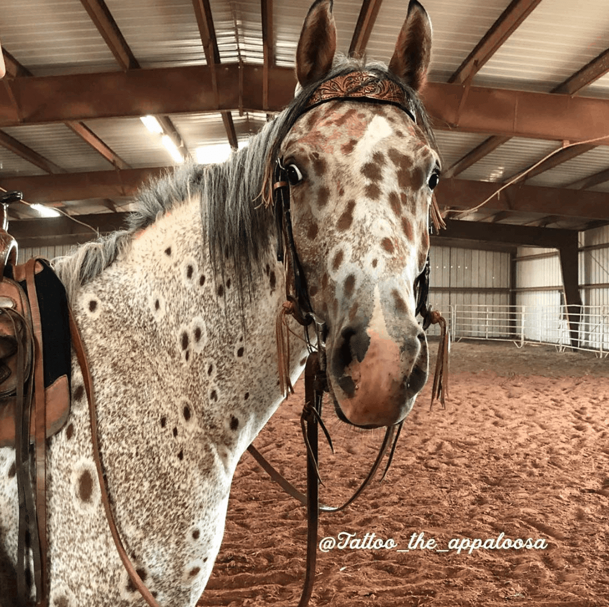 Tattoo the Appaloosa