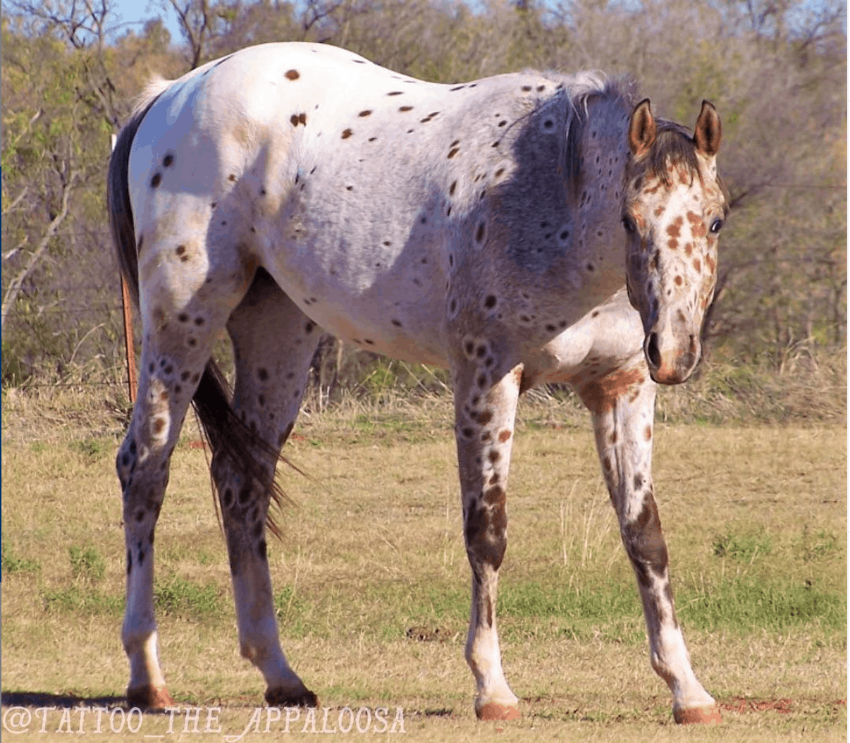 Tattoo the Appaloosa 