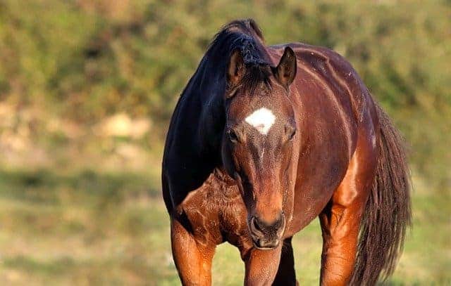 signs of stress in horses