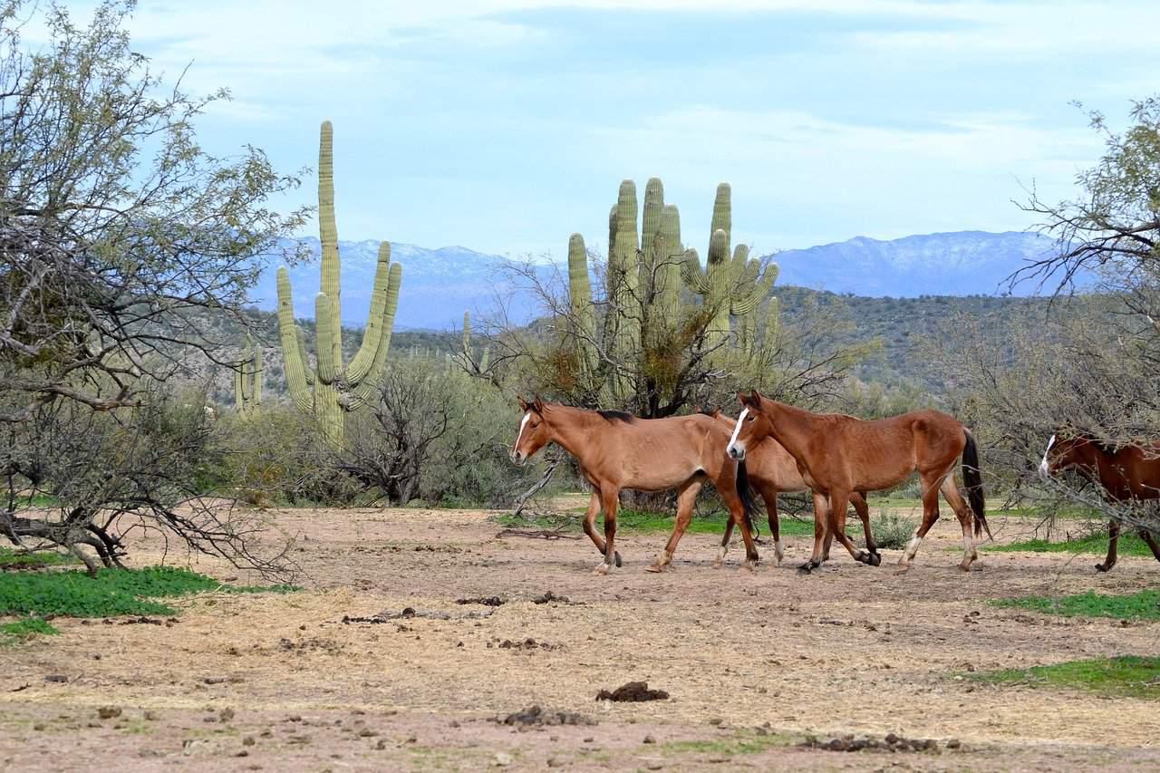 viewing wild horses