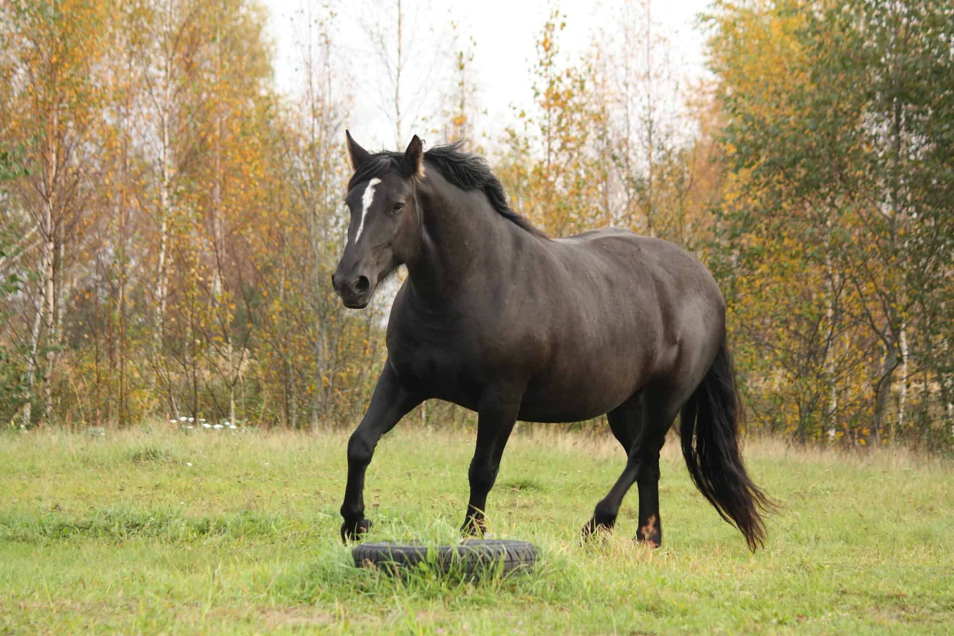 The Strongest Horse Breeds in The World