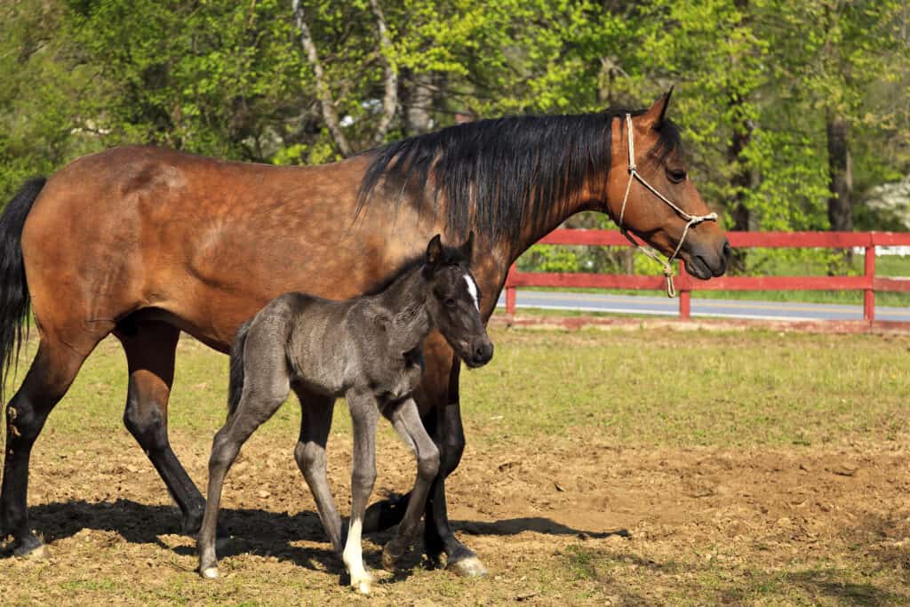 horse breeds with a graceful gait