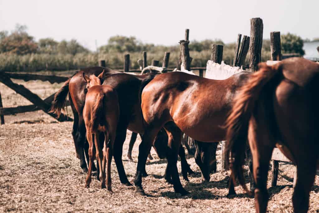 why are most horses brown