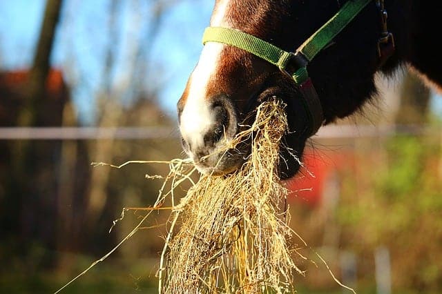 signs a horse is stressed