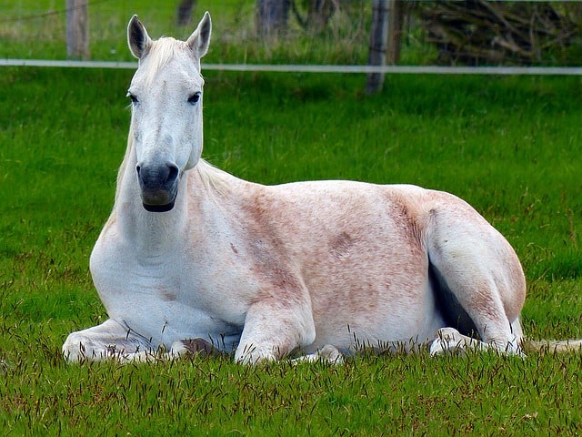 signs a horse is stressed