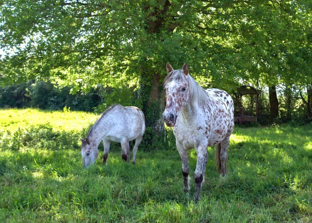 How To Help A Horse Separation Anxiety