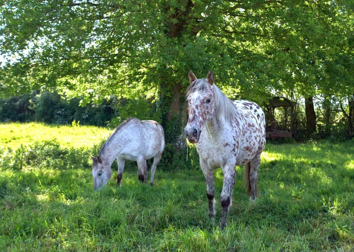 How To Help A Horse Separation Anxiety