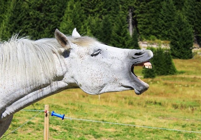 signs a horse is stressed