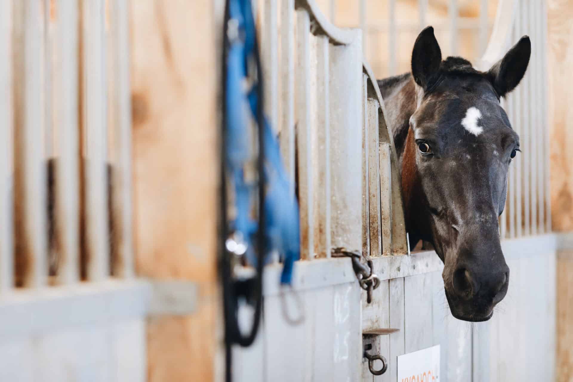 Why Horses Cast and Ways to Help