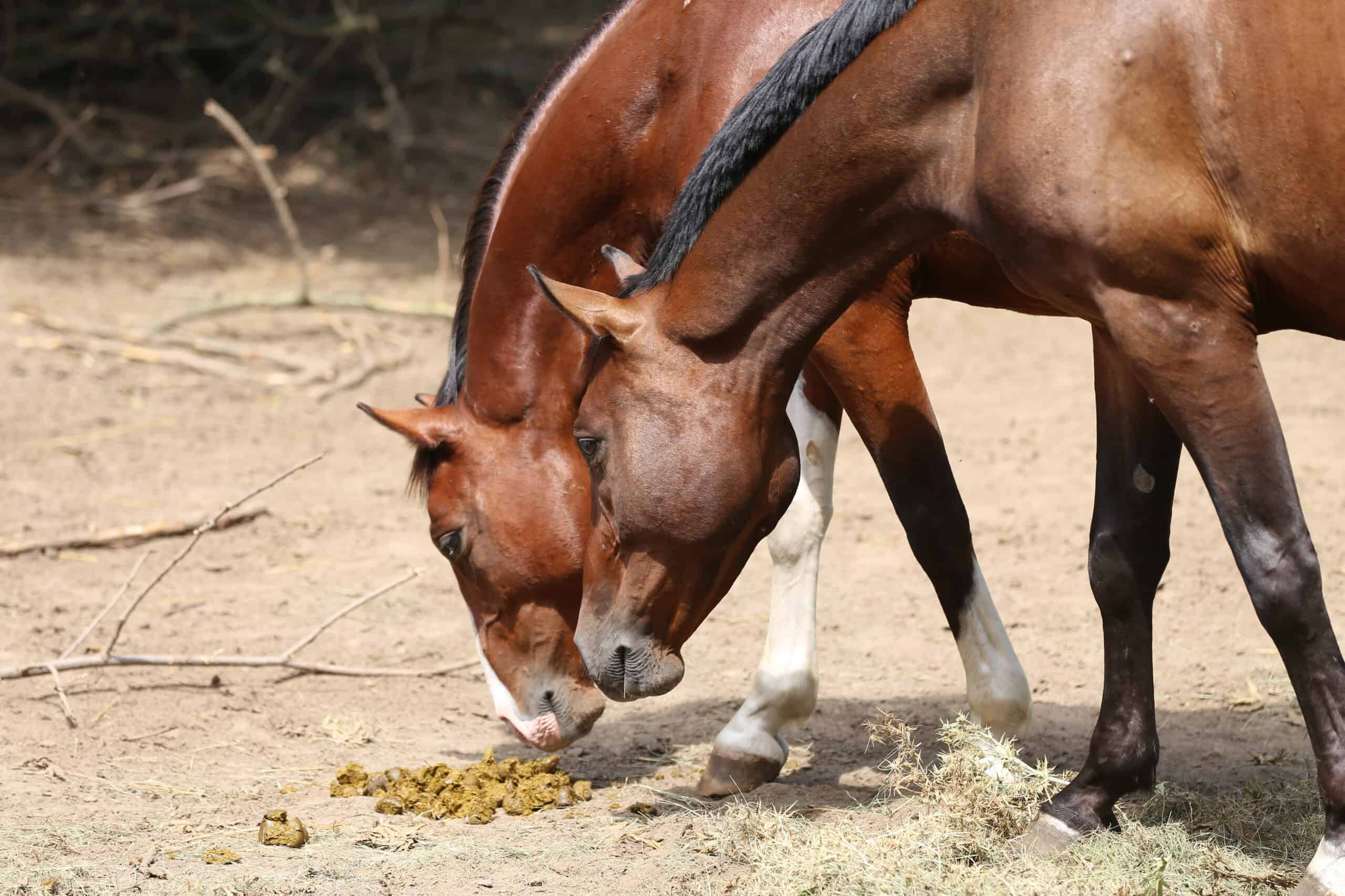 why do horses eat feces?