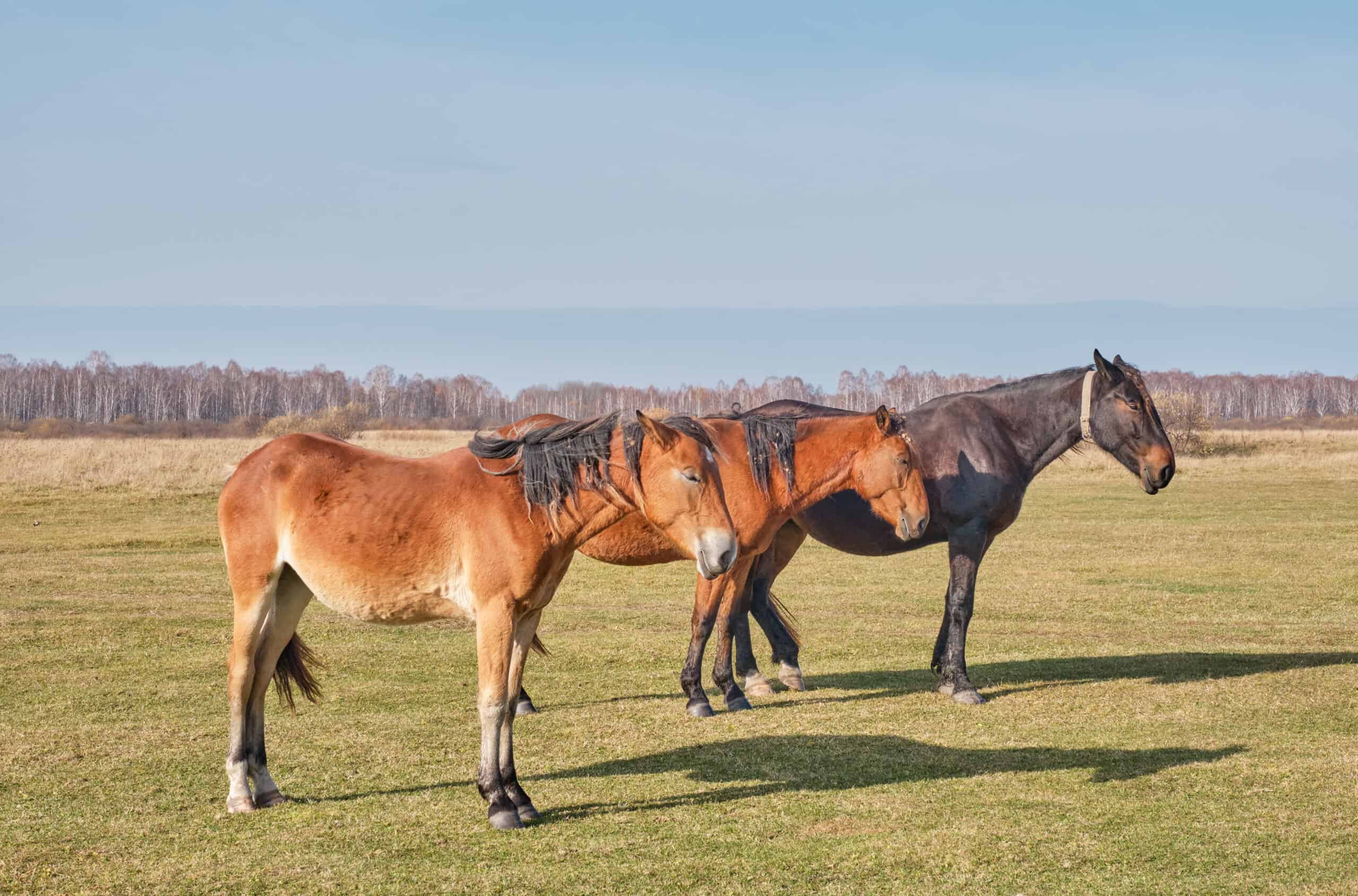 horses sleeping