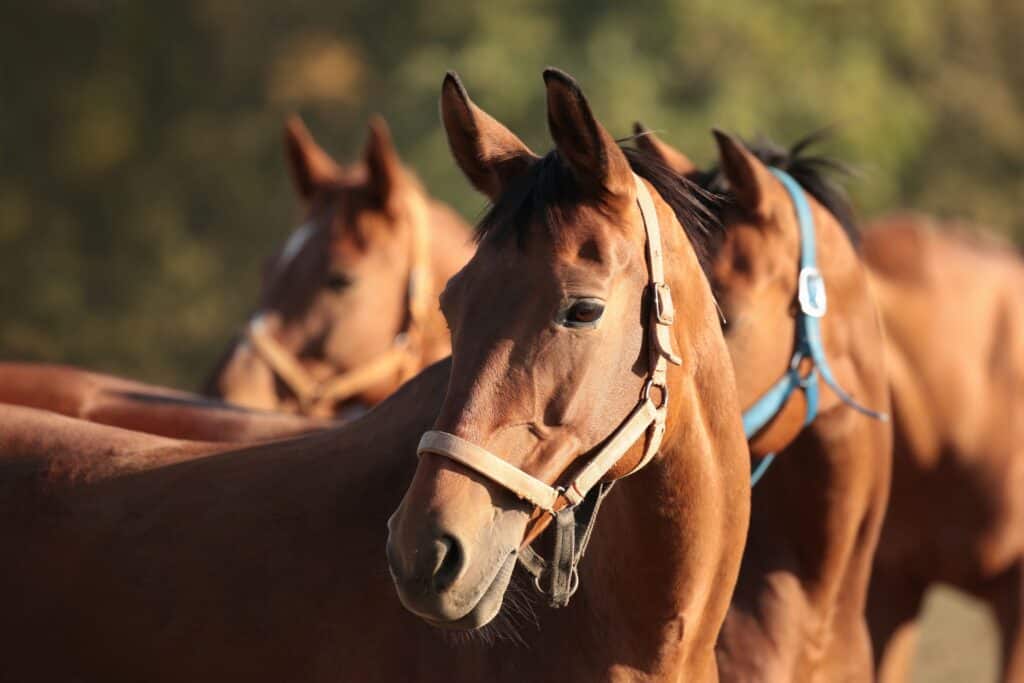 should I halter my horse in pasture