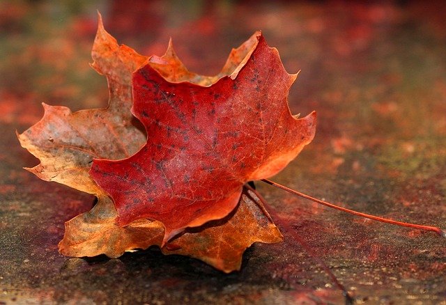 fall leaves