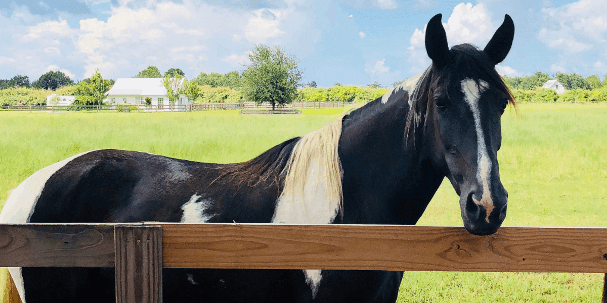Dancing on Horseback - Horse Lover's Math