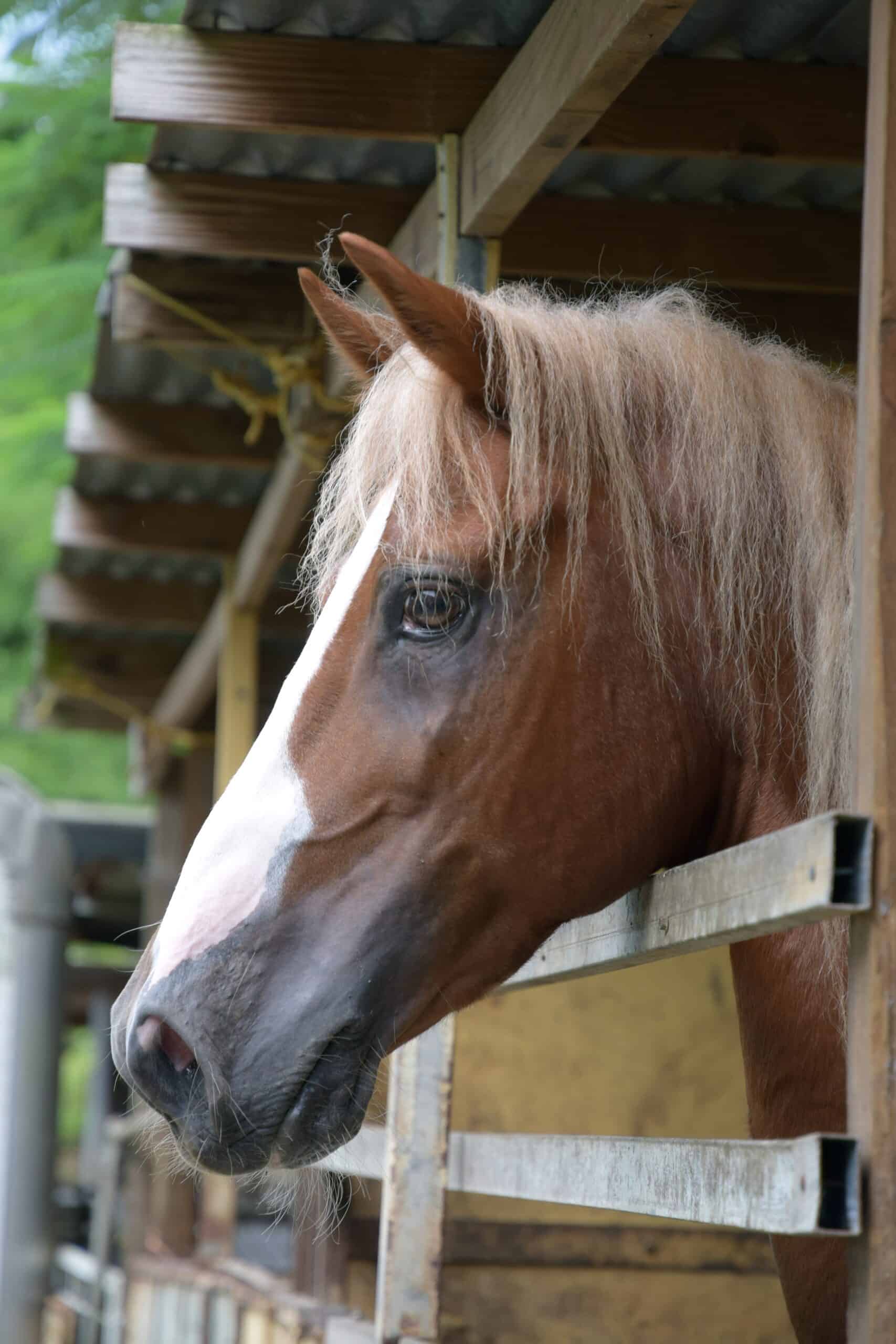 Paso Fino