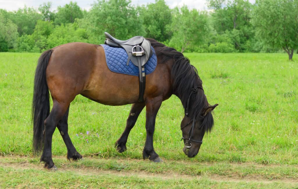 signs your horse's tack isn't working properly