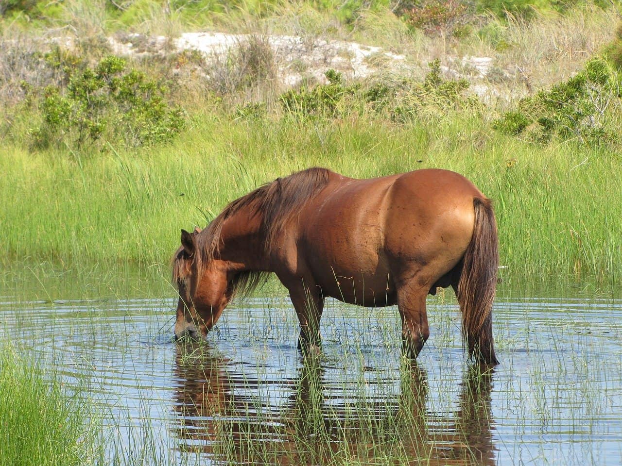 viewing wild horses