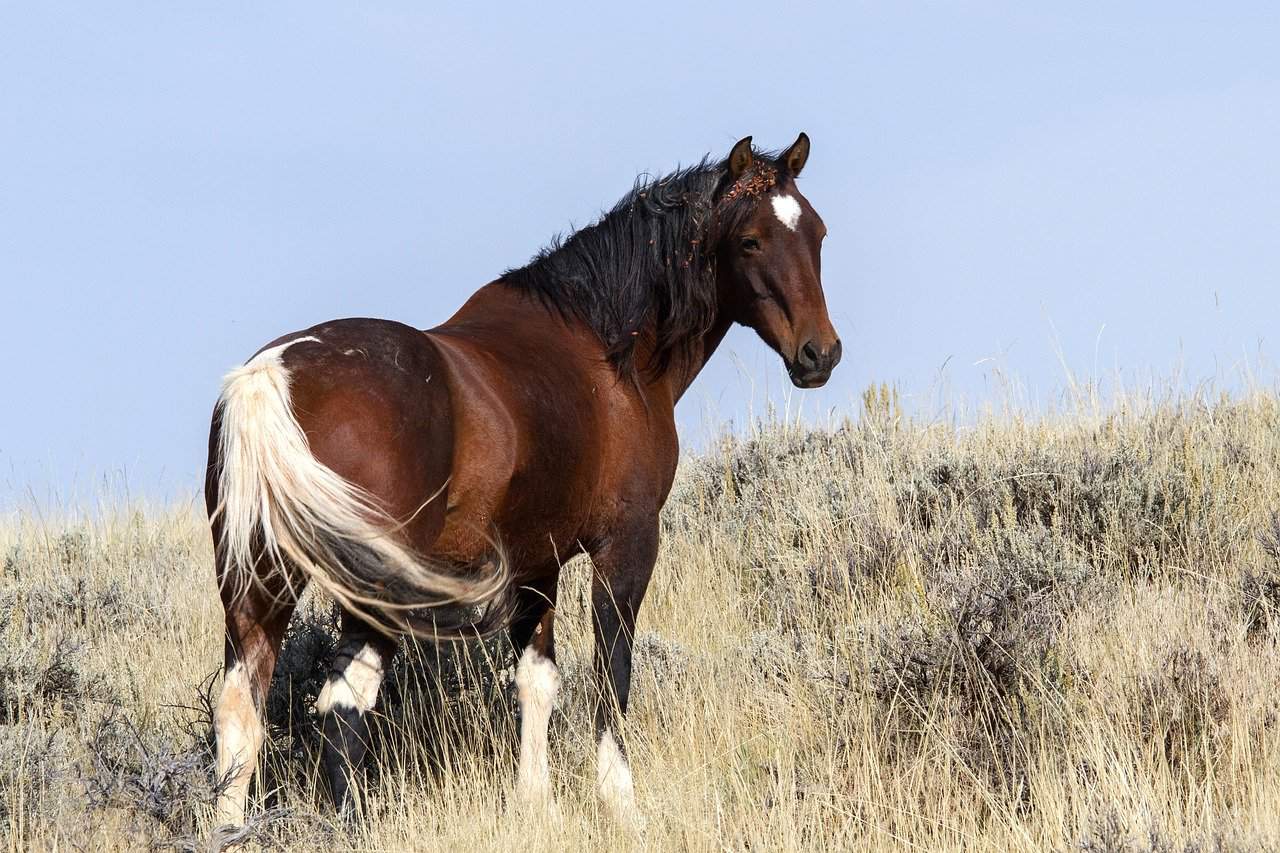 viewing wild horses