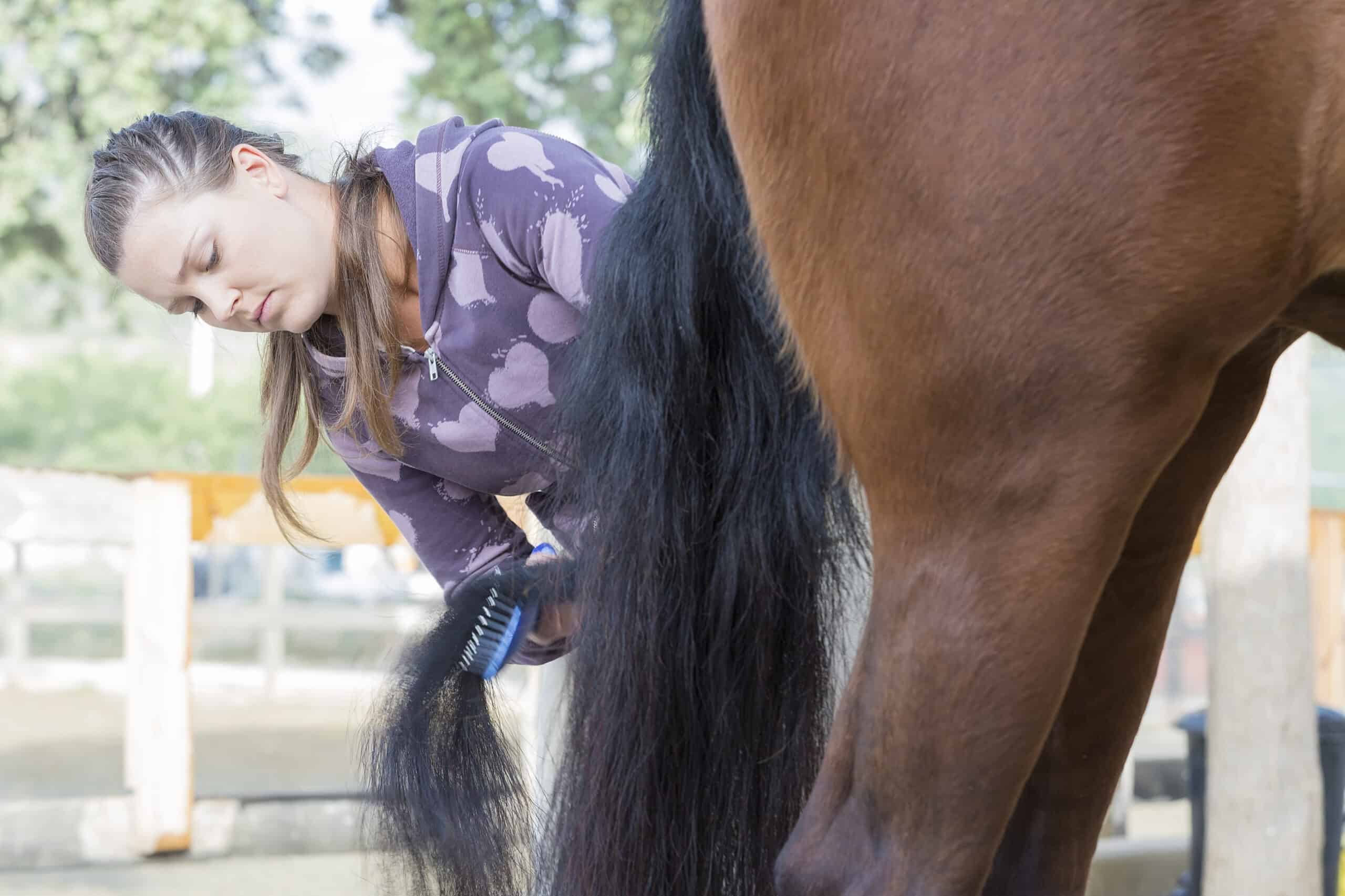 grooming your horse