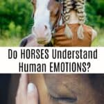 Can Horses Understand Human Emotions