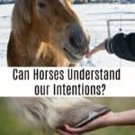 Study Shows Horses Can Understand Intentions