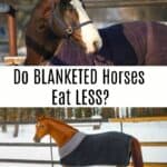 Study Examines if Blanketed Horses Eat Less