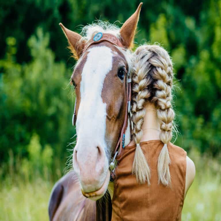 Do Horses Understand Humans Study