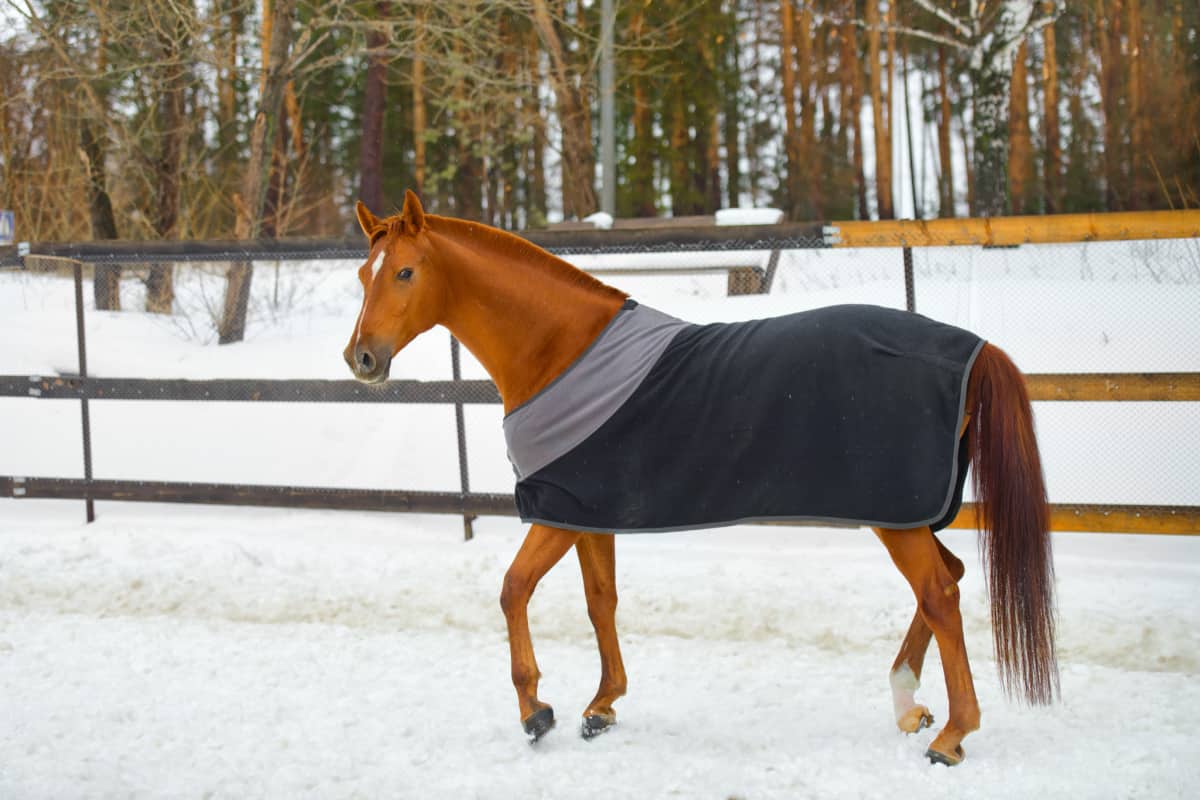 Horse Blanketing Tips