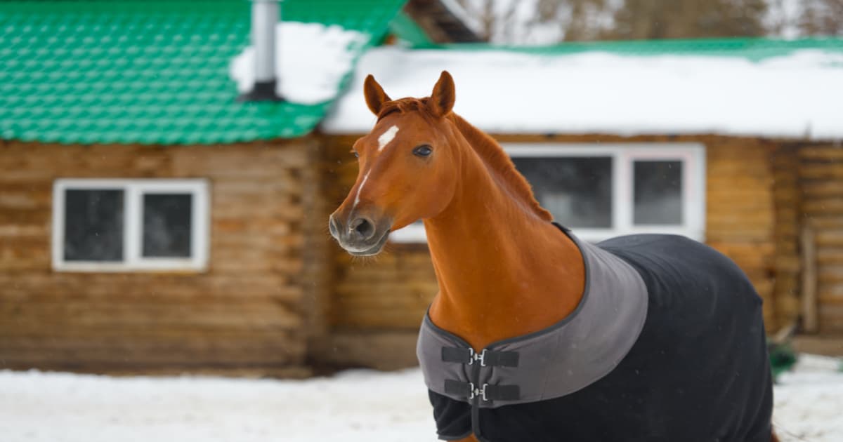 Should Horses Use Blankets