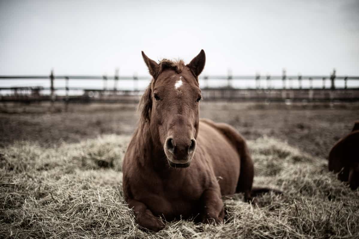 Calm horse laying in hay.