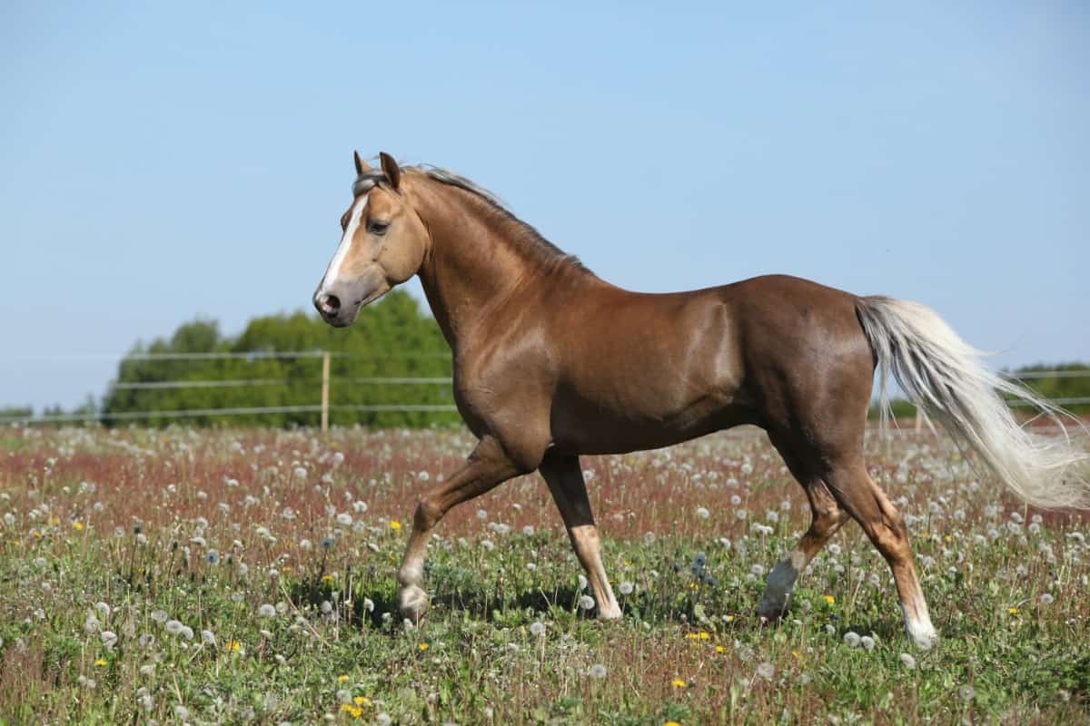 Gorgeous horse running.