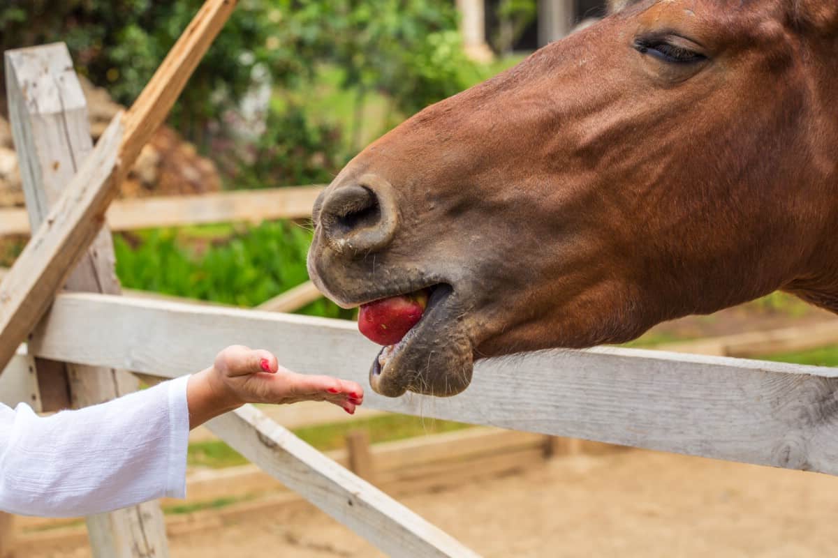 Horse eating an apple.