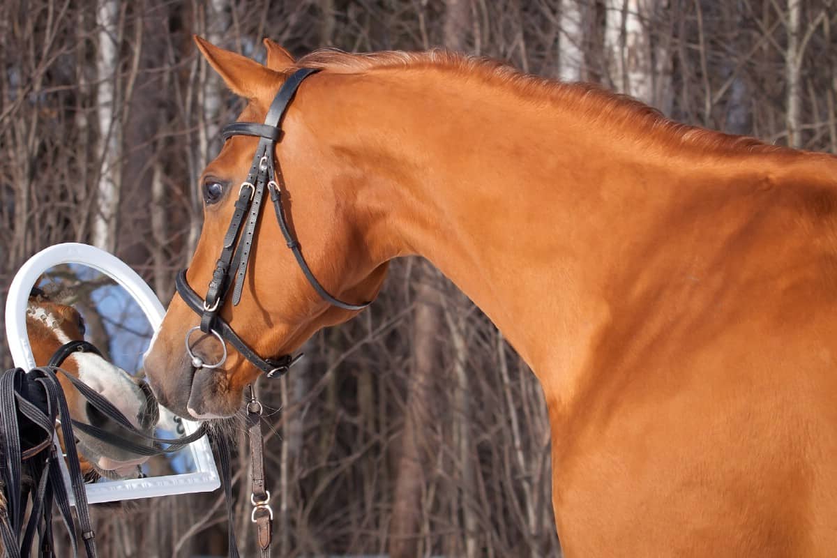 Horse looking at mirror image.