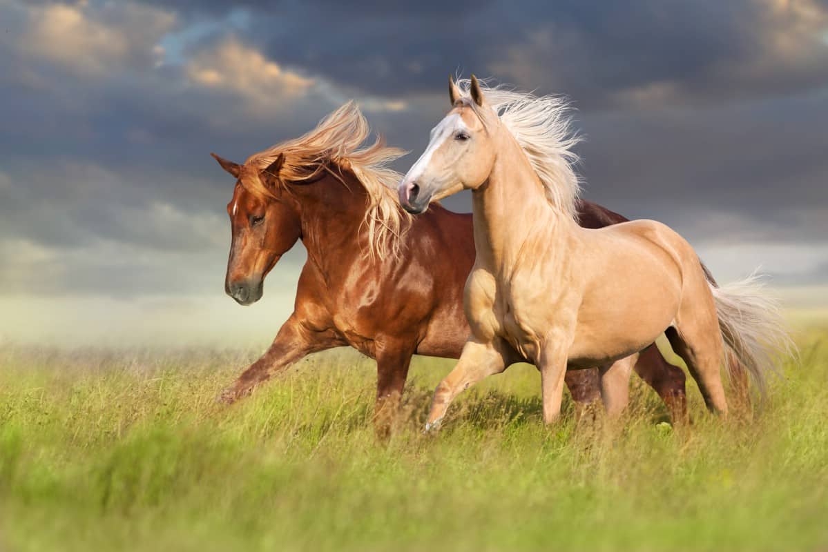 Two beautiful horses in a green field.