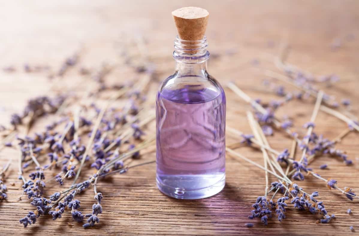 Lavender oil uses in the barn.