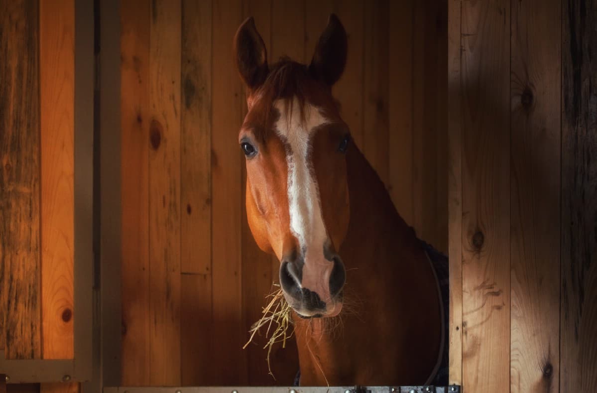 Horse eating in a barn.