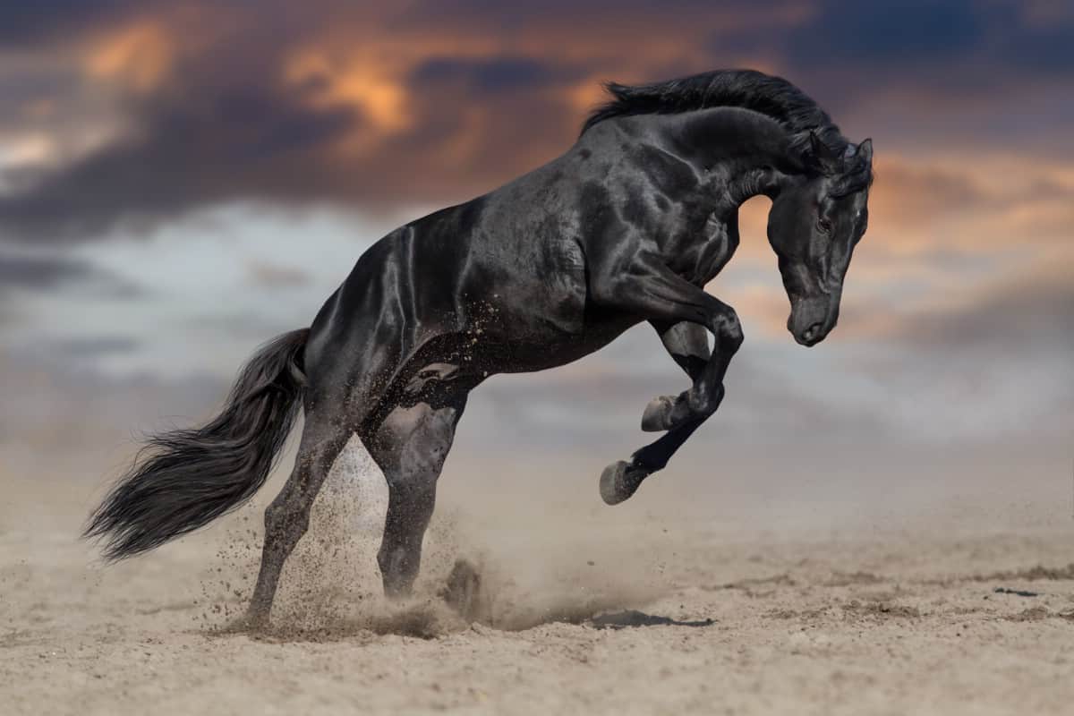 Black stallion.