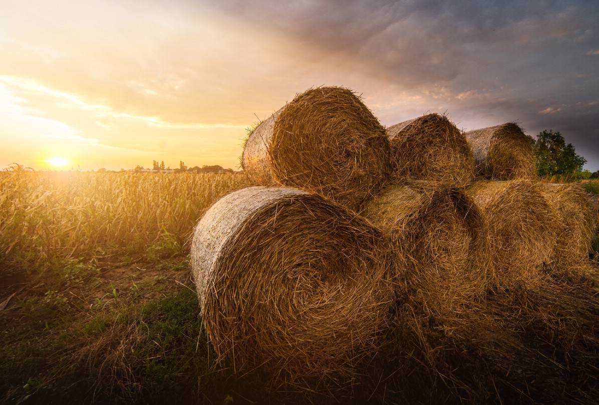 Hay bales.