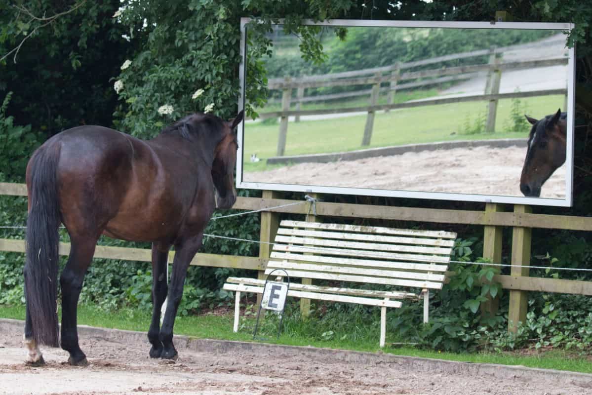 Horse looking into a mirror.