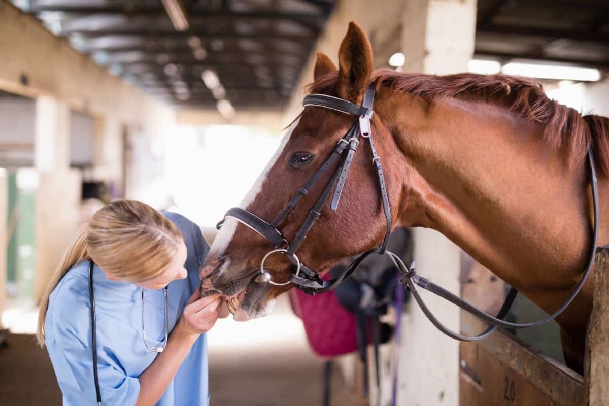 Vet inspecting the horse.