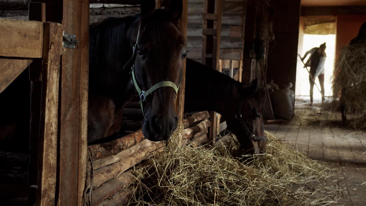 Horses eating hay from the floor.