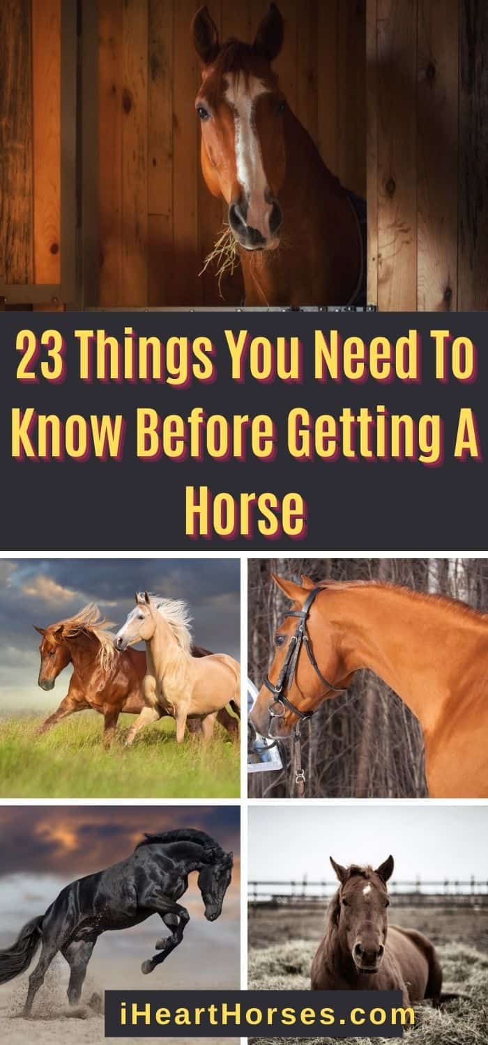 23 Things You Need To Know Before Getting A Horse