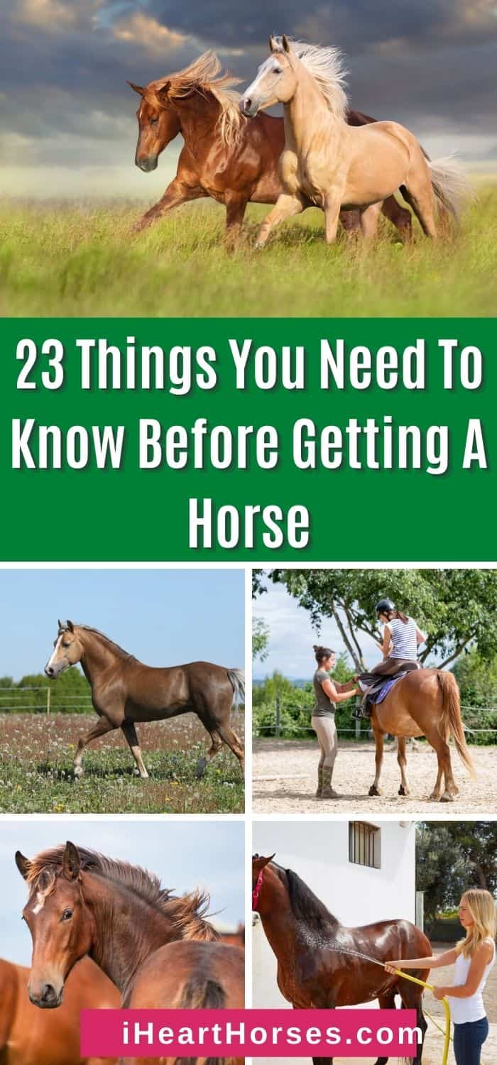 23 Things You Need To Know Before Getting A Horse