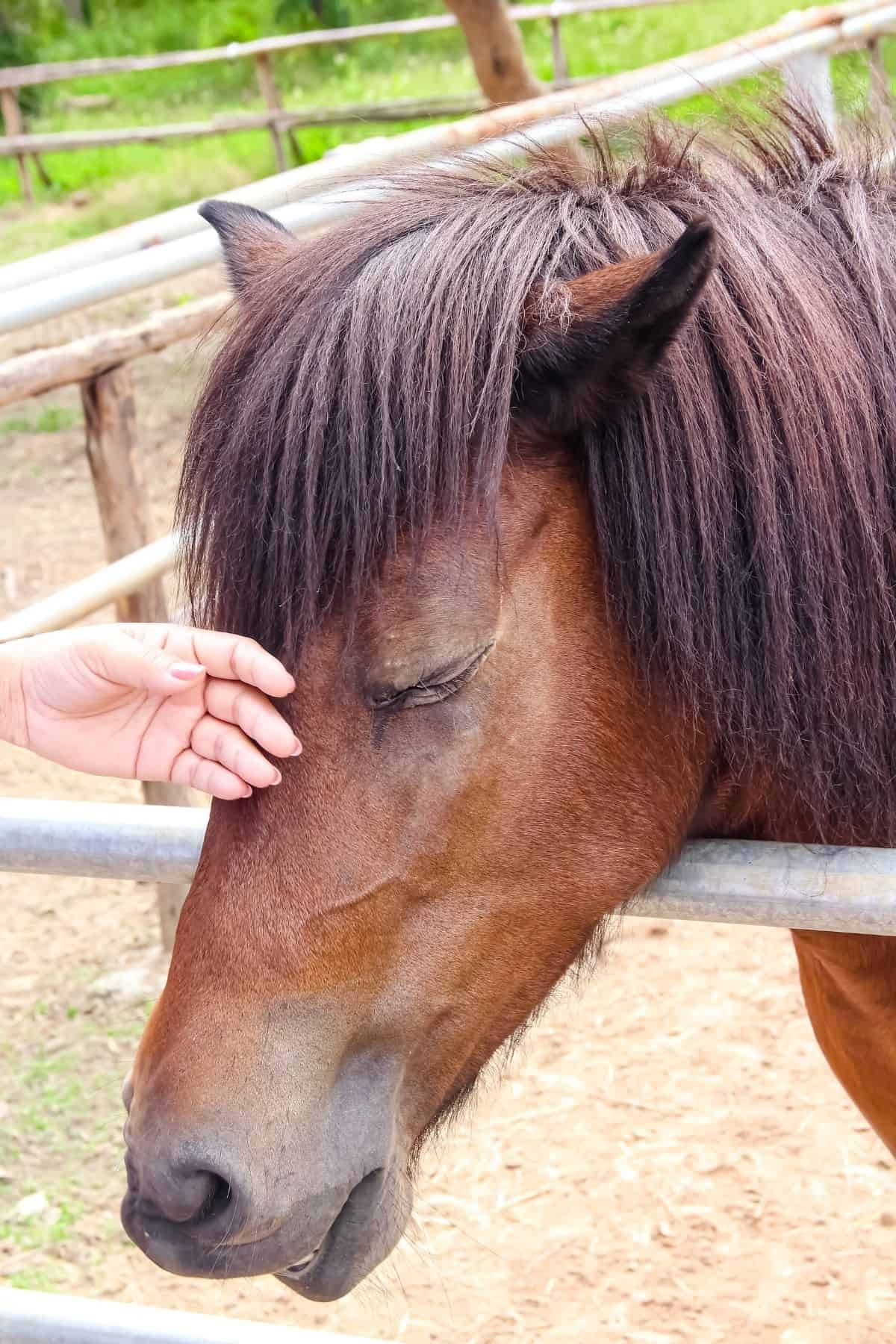 Petting horse nose