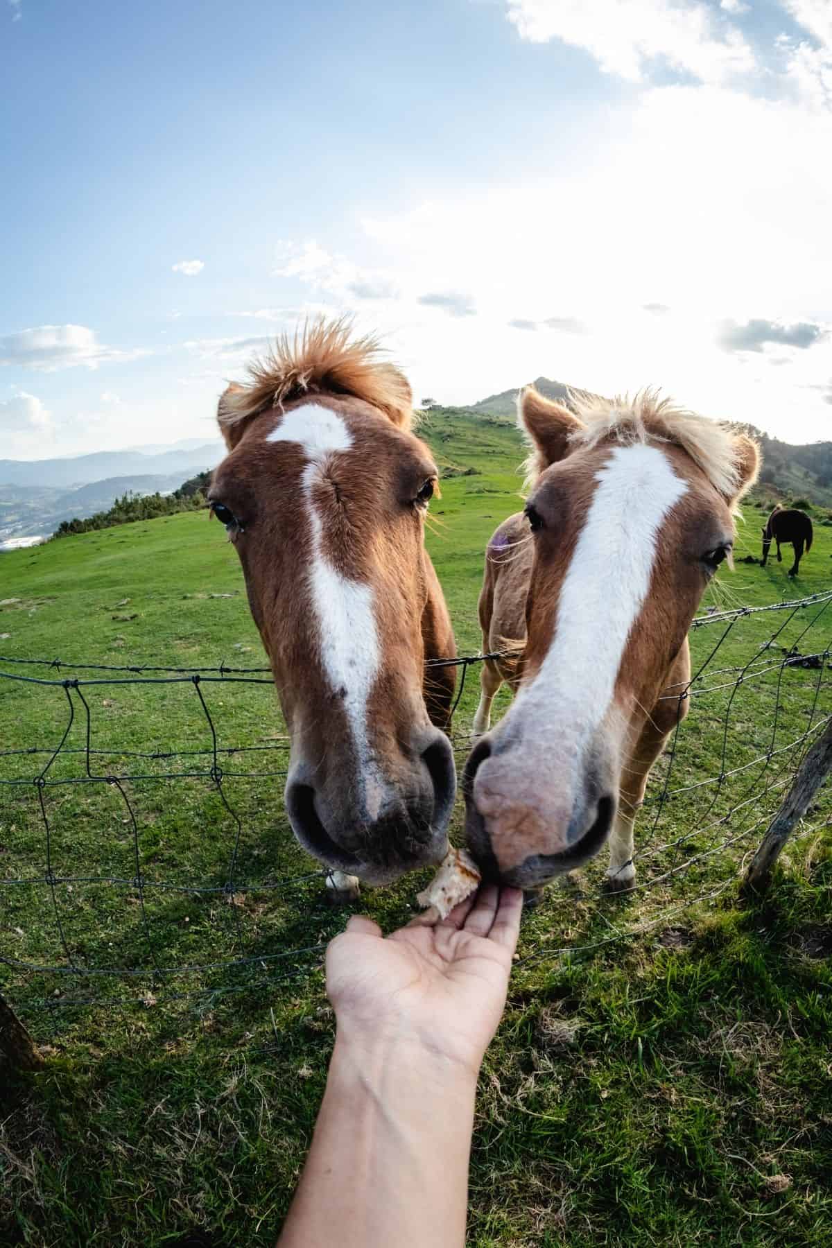 Two horses feeding