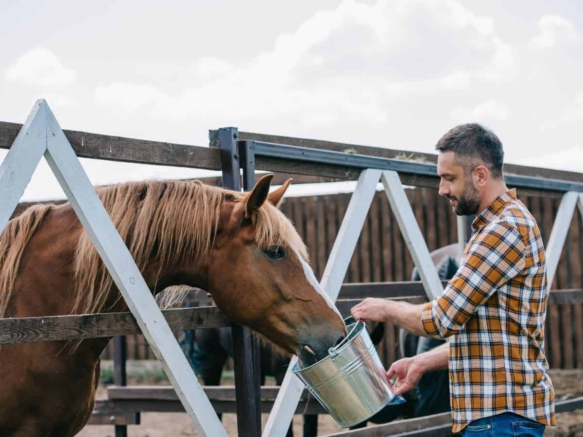 Man feeding horse