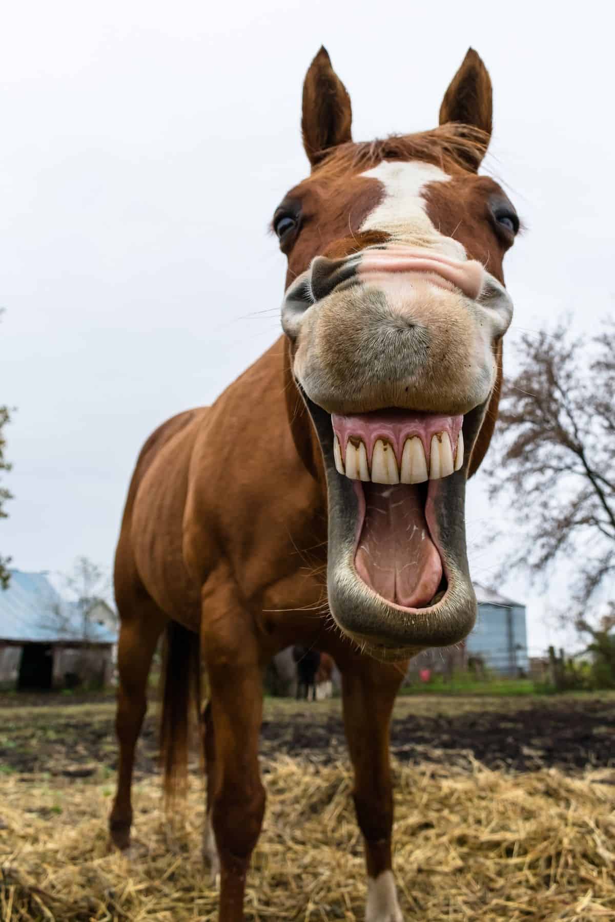 smiling horse