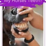 Examining horse teeth