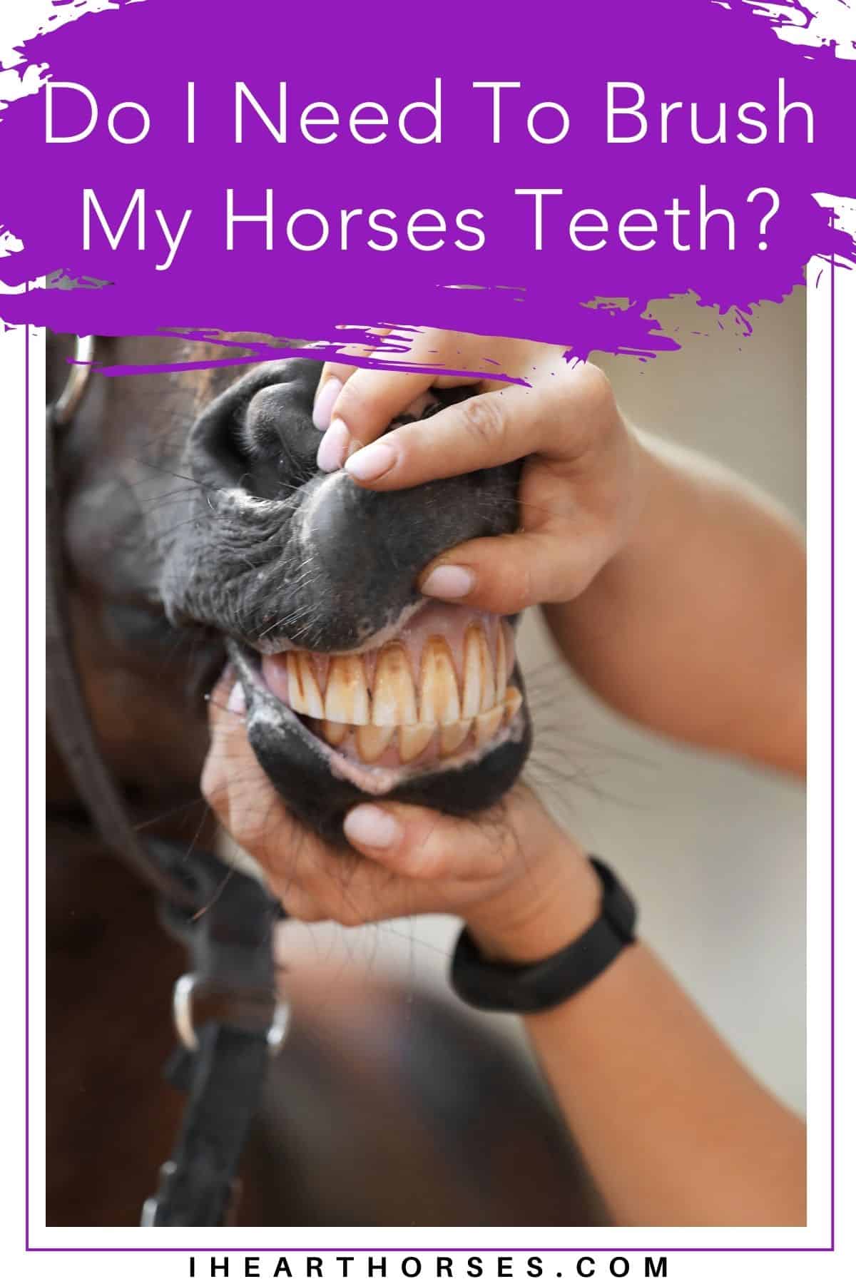 Do Horses Need Their Teeth Brushed and More Dental Tips